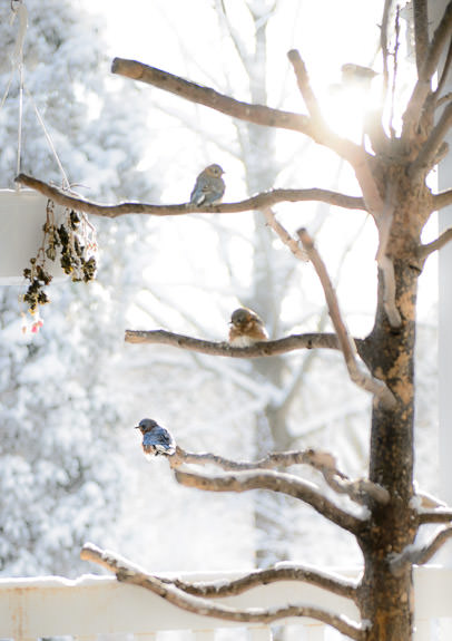 Stacked Bluebirds -- Kyoto, Japan -- Copyright 2016 Jeffrey Friedl, http://regex.info/blog/