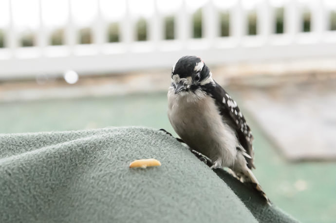 Downy Woodpecker he wants the worm, but the big camera scares him -- Rootstown, Ohio, United States -- Copyright 2016 Jeffrey Friedl, http://regex.info/blog/
