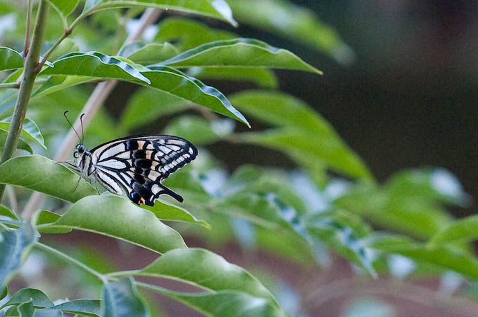 PuriPuri-chan, Today ( a Swallowtail Butterfly ) -- Kyoto, Japan -- Copyright 2008 Jeffrey Eric Francis Friedl, http://regex.info/blog/