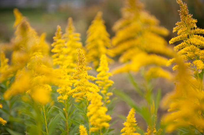 Totally Unrelated to this post -- Small park in the Shiga countryside -- Otsu, Shiga, Japan -- Copyright 2008 Jeffrey Friedl, http://regex.info/blog/