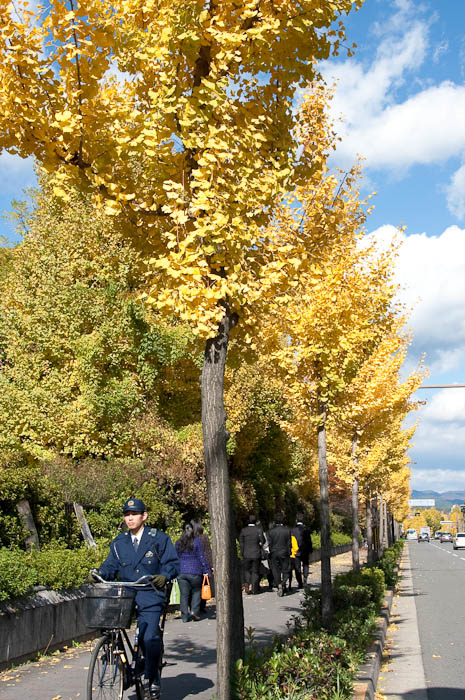 Tomorrow's Victims (the trees, not the Kyoto University students and the police officer) -- Higashioji Street -- Kyoto, Japan -- Copyright 2008 Jeffrey Friedl, http://regex.info/blog/