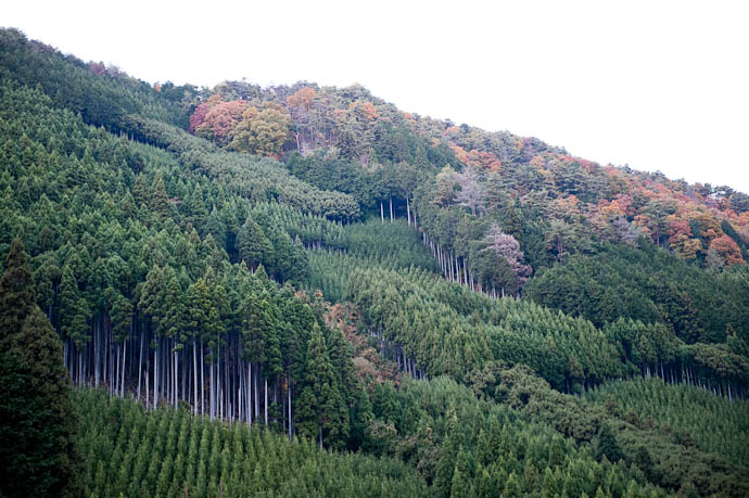 Wood Farm -- Kyoto, Japan -- Copyright 2008 Jeffrey Friedl, http://regex.info/blog/