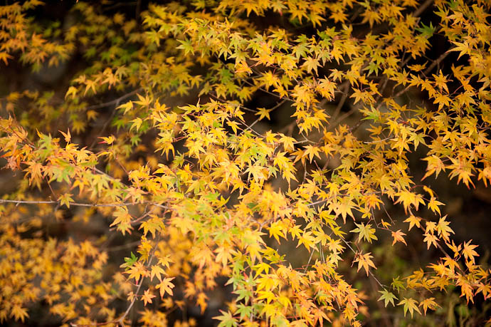 desktop background image of yellow leaves of Japan -- Leaves -- Nantan, Kyoto, Japan -- Copyright 2008 Jeffrey Friedl, http://regex.info/blog/