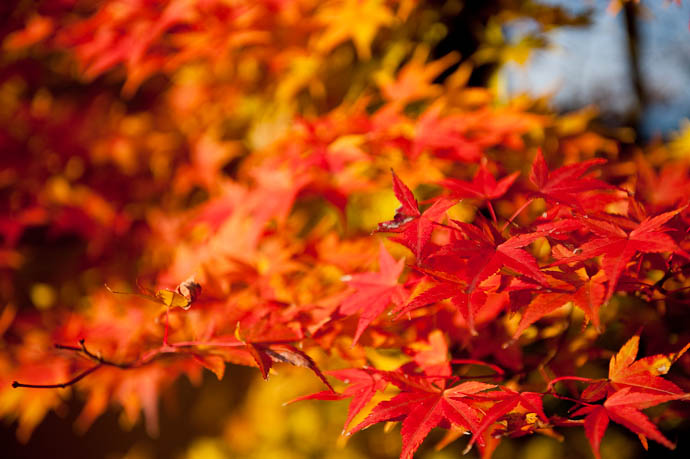 A Little Color lifts the mood -- Otsu, Shiga, Japan -- Copyright 2008 Jeffrey Friedl, http://regex.info/blog/