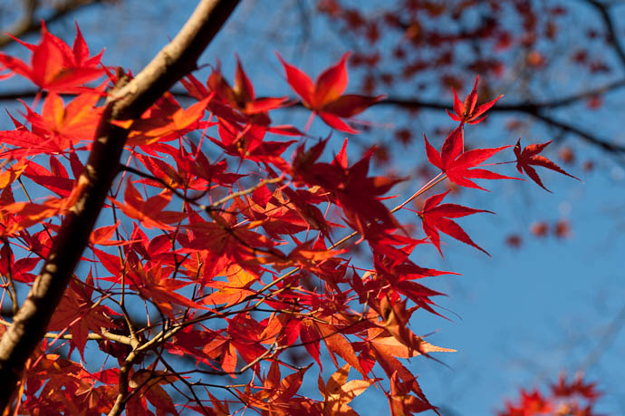Nanzenji -- Kyoto, Japan -- Copyright 2008 Jeffrey Friedl, http://regex.info/blog/