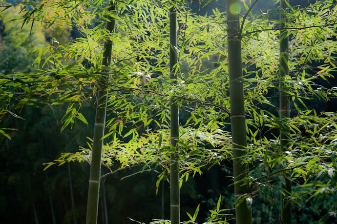 I Find Bamboo to be Mentally Soothing -- Kyoto, Japan -- Copyright 2008 Jeffrey Friedl, http://regex.info/blog/