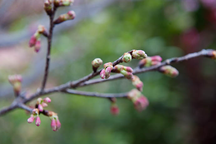 Budding Spring in January -- Motobu, Okinawa, Japan -- Copyright 2009 Jeffrey Friedl, http://regex.info/blog/