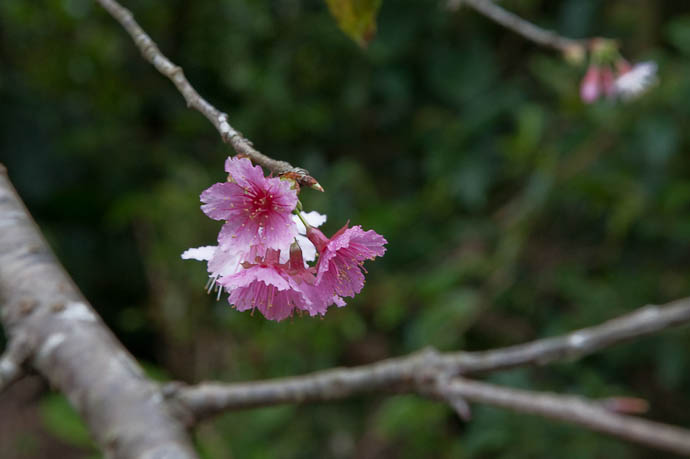 Rumply Sakura of some sort -- Motobu, Okinawa, Japan -- Copyright 2009 Jeffrey Friedl, http://regex.info/blog/