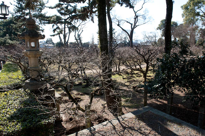 Orchard about a month too soon -- Kitano Tenmangu Shrine -- Kyoto, Japan -- Copyright 2009 Jeffrey Friedl, http://regex.info/blog/