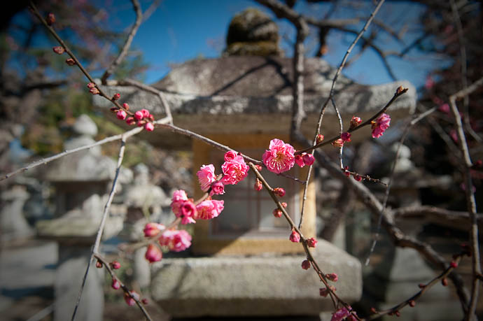 Early Plum Kitano Tenmangu Shrine &nbsp;&middot;&nbsp; Kyoto, Japan -- Copyright 2009 Jeffrey Friedl, http://regex.info/blog/