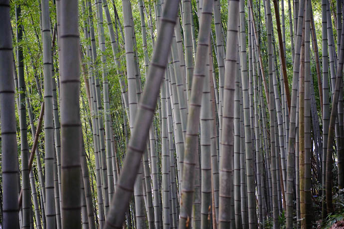 Did I Mention Bamboo? -- Kyoto, Japan -- Copyright 2009 Jeffrey Friedl, http://regex.info/blog/