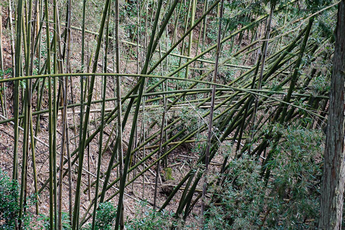 Disturbed Bamboo -- Kyoto, Japan -- Copyright 2009 Jeffrey Friedl, http://regex.info/blog/