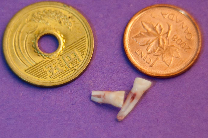 Anthony's Baby Teeth -- Kyoto, Japan -- Copyright 2009 Jeffrey Friedl, http://regex.info/blog/