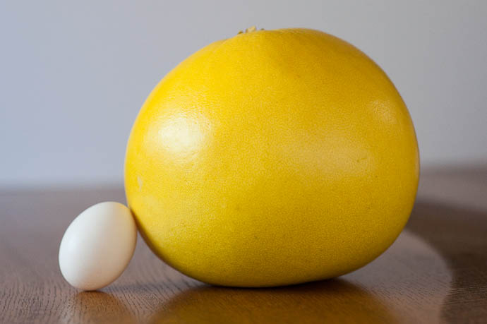 vs. an Egg -- Kyoto, Japan -- Copyright 2009 Jeffrey Friedl, http://regex.info/blog/