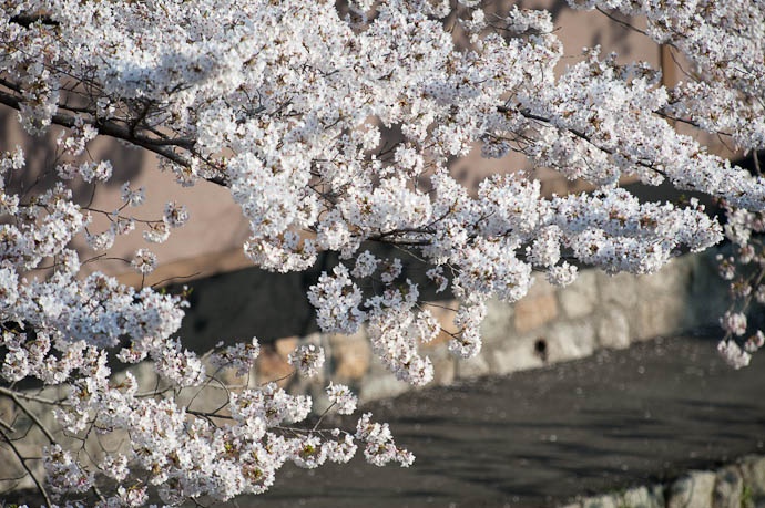 A Few Blossoms Blossoming -- Kyoto, Japan -- Copyright 2009 Jeffrey Friedl, http://regex.info/blog/