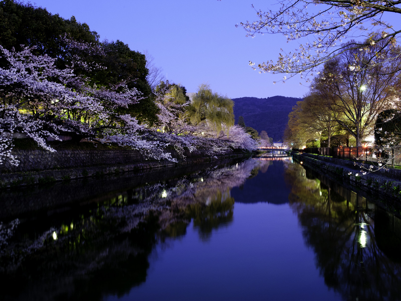 Jeffrey Friedl S Blog The Hope Of Cherry Blossoms In Japan