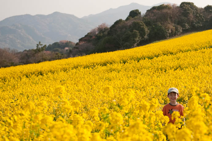 Yellow Flowers and a big orange weed -- Awaji Hana Sajiki -- Awaji, Hyogo, Japan -- Copyright 2009 Jeffrey Friedl, http://regex.info/blog/
