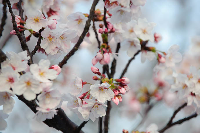 sorta' pretty, but Something Strange -- Awaji, Hyogo, Japan -- Copyright 2009 Jeffrey Friedl, http://regex.info/blog/