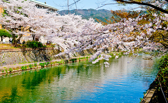 Canal and Blossoms Kyoto Biwako Canal, Kyoto Japan -- Copyright 2009 Jeffrey Friedl, http://regex.info/blog/
