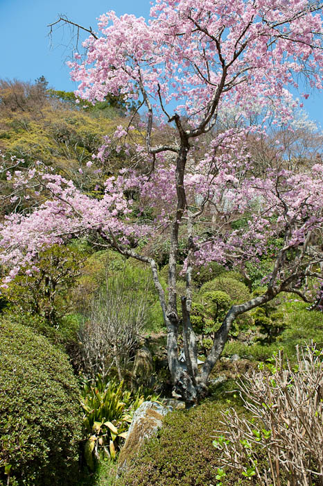 Pink-n-Green -- Konzou Temple -- Kyoto, Japan -- Copyright 2009 Jeffrey Friedl, http://regex.info/blog/