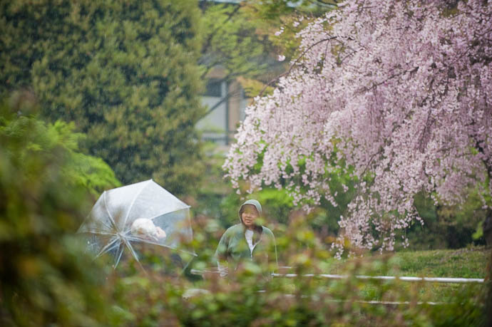 Still a Nice Background for a Snapshot -- Kyoto, Japan -- Copyright 2009 Jeffrey Friedl, http://regex.info/blog/