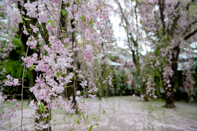 desktop background image of long strings of blossom-laden shidezakura cherry-blossom branches, at the Heian Shrine, Kyoto Japan -- Shidarezakura &#8220;Weeping Willow&#8221; Cherry Blossoms Inside the Shrine Gardens -- Copyright 2009 Jeffrey Friedl, http://regex.info/blog/