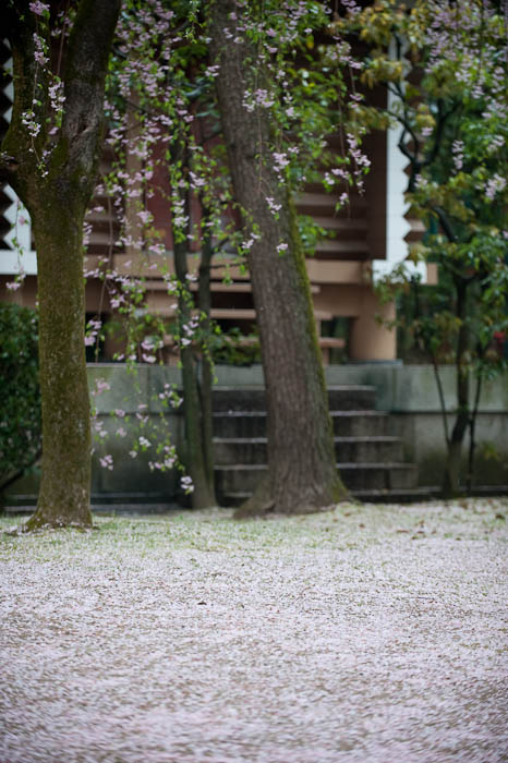 Carpet of Pink -- Heian Shrine -- Kyoto, Japan -- Copyright 2009 Jeffrey Friedl, http://regex.info/blog/