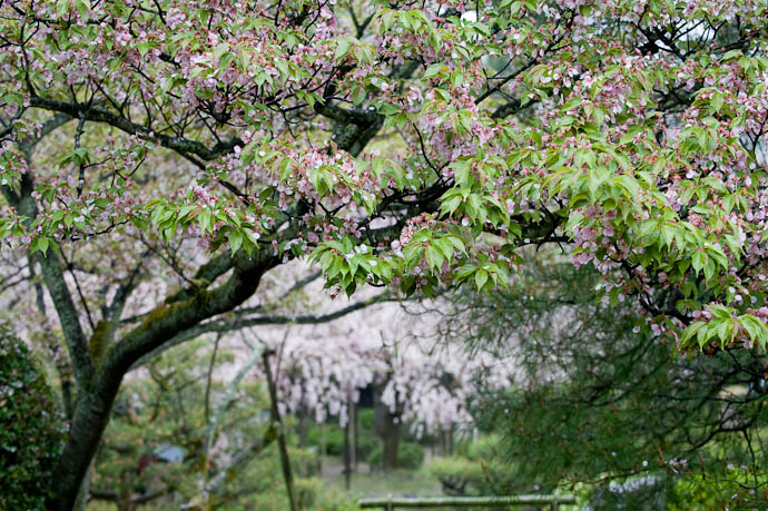 Too Much Green -- Heian Shrine -- Kyoto, Japan -- Copyright 2009 Jeffrey Friedl, http://regex.info/blog/