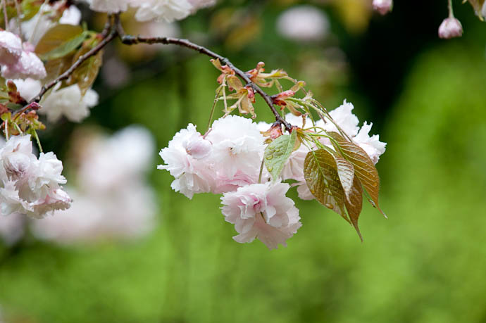 desktop background image of pink puffy yaezakura cherry blossoms in the rain, at the Heian Shrine, Kyoto Japan -- Puffy, Pretty, 'n Wet yaezakura cherry blossoms at the Heian Shrine, Kyoto Japan -- Copyright 2009 Jeffrey Friedl, http://regex.info/blog/