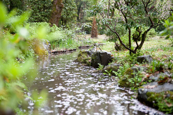 Petal-Laden Stream -- Heian Shrine -- Kyoto, Japan -- Copyright 2009 Jeffrey Friedl, http://regex.info/blog/