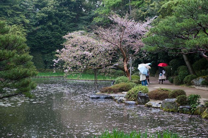Cherry-Blossom Petal Pond Scum is there a synonym for &#8220;scum&#8221; with a pleasant nuance? -- Heian Shrine -- Kyoto, Japan -- Copyright 2009 Jeffrey Friedl, http://regex.info/blog/