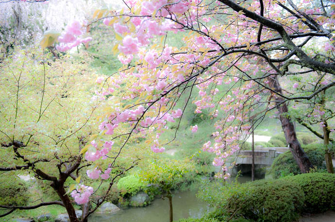 desktop background image of idallic soft-glow view of pink cherry blossoms and a small stone bridge, in the gardens of the Heian Shrine, Kyoto Japan -- Artsy- Fartsy 1 Gardens of the Heian Shrine, Kyoto Japan -- Copyright 2009 Jeffrey Friedl, http://regex.info/blog/