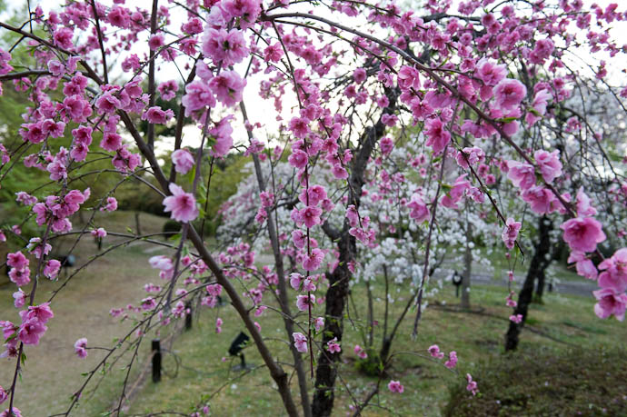 Decidedly Pink Blossoms of some sort -- Kyoto, Japan -- Copyright 2009 Jeffrey Friedl, http://regex.info/blog/