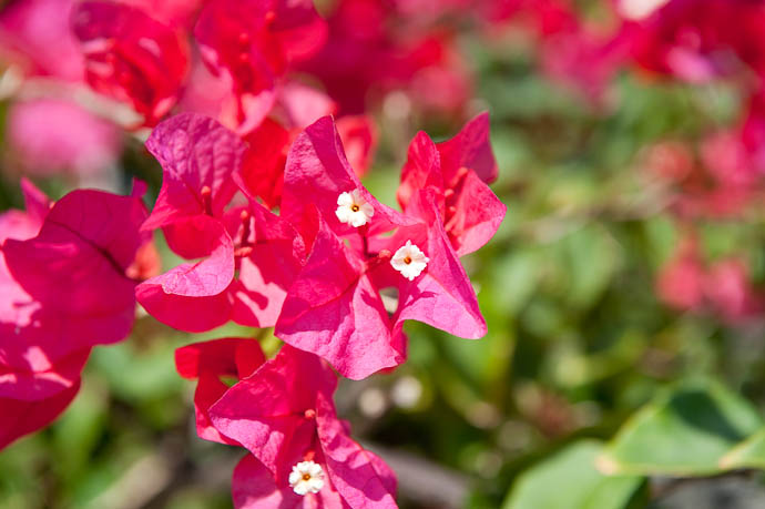 ....Pretty White Flowers -- Taketomi Island, Okinawa, Japan -- Copyright 2009 Jeffrey Friedl, http://regex.info/blog/