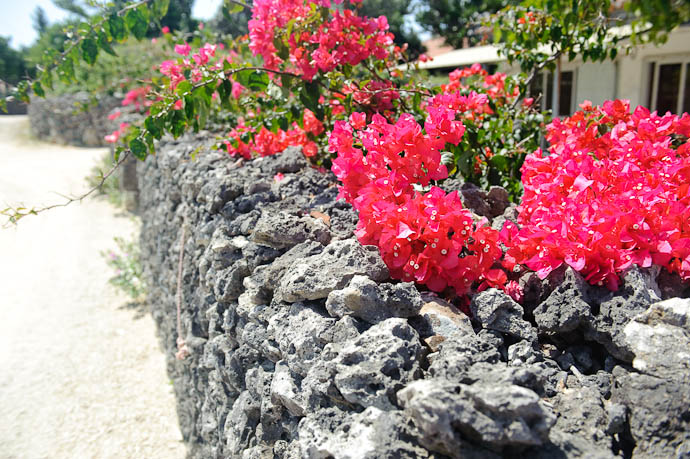 Lots of Scarlet Red Leaves, Surrounding... -- Taketomi Island, Okinawa, Japan -- Copyright 2009 Jeffrey Friedl, http://regex.info/blog/