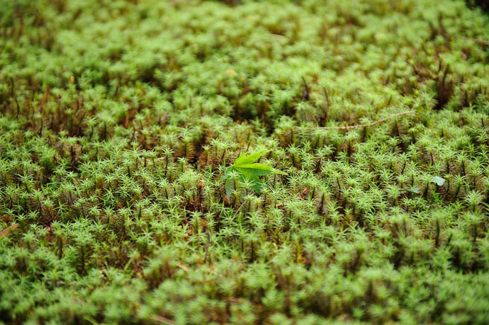 desktop background image of a fallen mapel leaf laying in a bed of moss, at the Sanzen-in temple in the Ohara mountain suburb of Kyoto, Japan -- Lost -- Sanzen-in Temple -- Copyright 2009 Jeffrey Friedl, http://regex.info/blog/