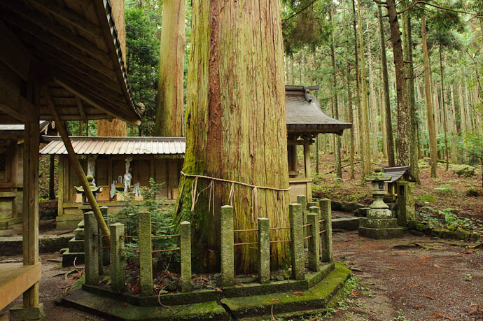 Relentless Expansion big tree outgrowing its enclosure -- Hiyoshi Shrine, in Hanasebeshhochou -- Kyoto, Japan -- Copyright 2009 Jeffrey Friedl, http://regex.info/blog/