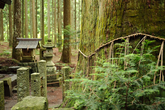 Ambiance -- Hiyoshi Shrine, in Hanasebeshhochou -- Kyoto, Japan -- Copyright 2009 Jeffrey Friedl, http://regex.info/blog/