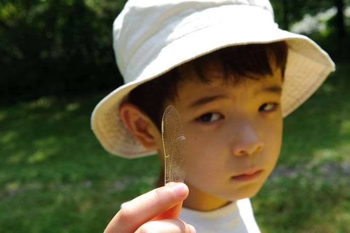 This is a Dragonfly Wing and it has nothing to do with this post -- Rootstown, Ohio, USA -- Copyright 2009 Jeffrey Friedl, http://regex.info/blog/