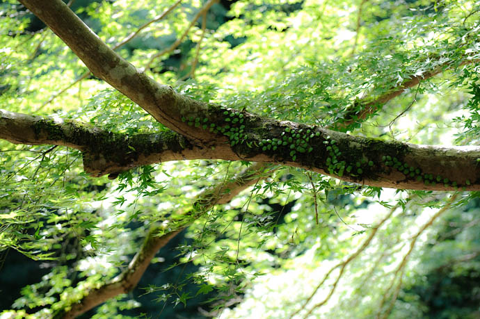 desktop background image of a vine-covered branch at the Toganojaya Restaurant, Kyoto Japan -- Sundrenched -- Copyright 2009 Jeffrey Friedl, http://regex.info/blog/