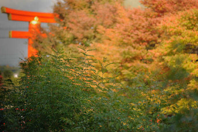 Starting to See a Bit of Color Autumn 2009, Kyoto Japan -- Copyright 2009 Jeffrey Friedl, http://regex.info/blog/