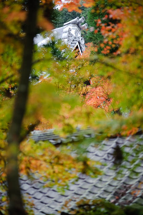 Apex -- Eikando Temple -- Kyoto, Japan -- Copyright 2009 Jeffrey Friedl, http://regex.info/blog/