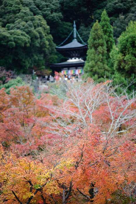 Overlook -- Eikando Temple -- Kyoto, Japan -- Copyright 2009 Jeffrey Friedl, http://regex.info/blog/