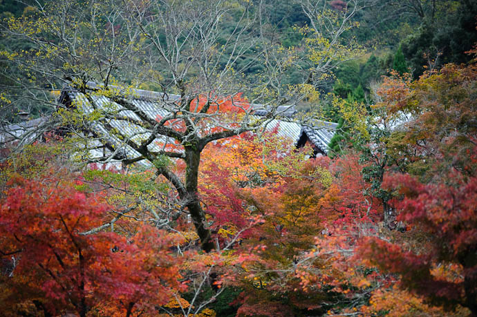 Emerging -- Eikando Temple -- Kyoto, Japan -- Copyright 2009 Jeffrey Friedl, http://regex.info/blog/