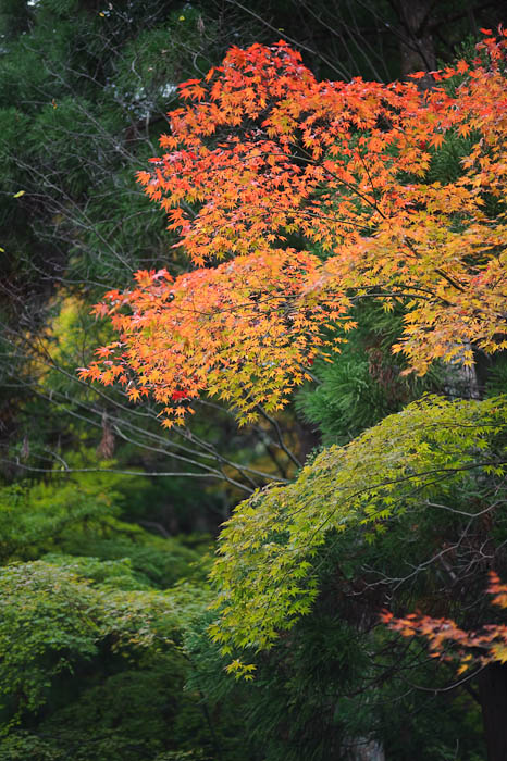 Canopies -- Eikando Temple -- Kyoto, Japan -- Copyright 2009 Jeffrey Friedl, http://regex.info/blog/