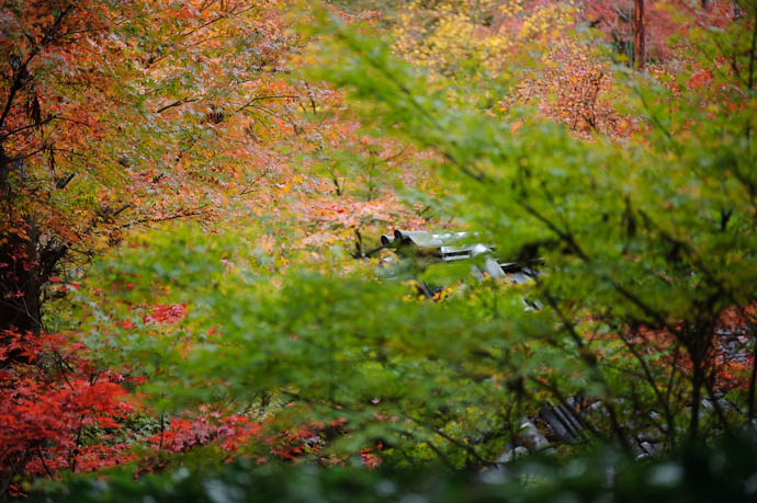 Peeking, Peaking -- Eikando Temple -- Kyoto, Japan -- Copyright 2009 Jeffrey Friedl, http://regex.info/blog/