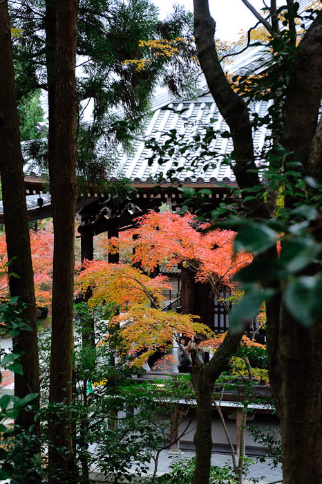 Verticals -- Eikando Temple -- Kyoto, Japan -- Copyright 2009 Jeffrey Friedl, http://regex.info/blog/