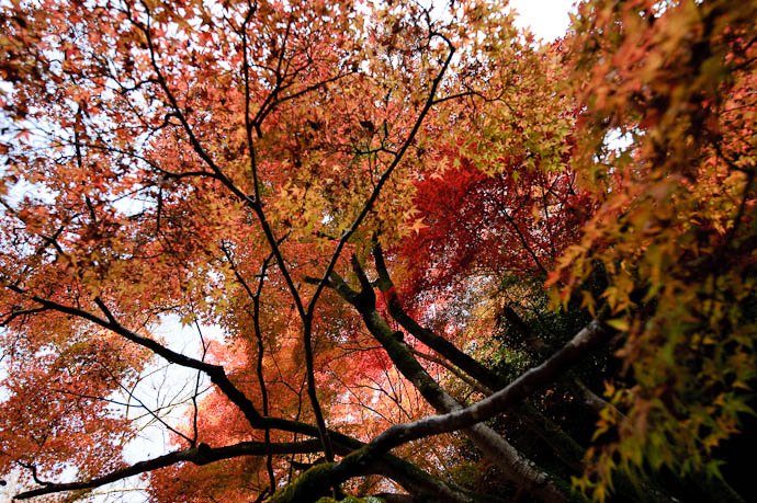 Canopy of Color Himukai Shrine, Kyoto Japan -- Copyright 2009 Jeffrey Friedl, http://regex.info/blog/