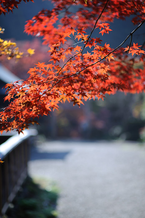 ( just a pretty picture from the same outing as the others ) -- Himukai Shrine -- Kyoto, Japan -- Copyright 2009 Jeffrey Friedl, http://regex.info/blog/