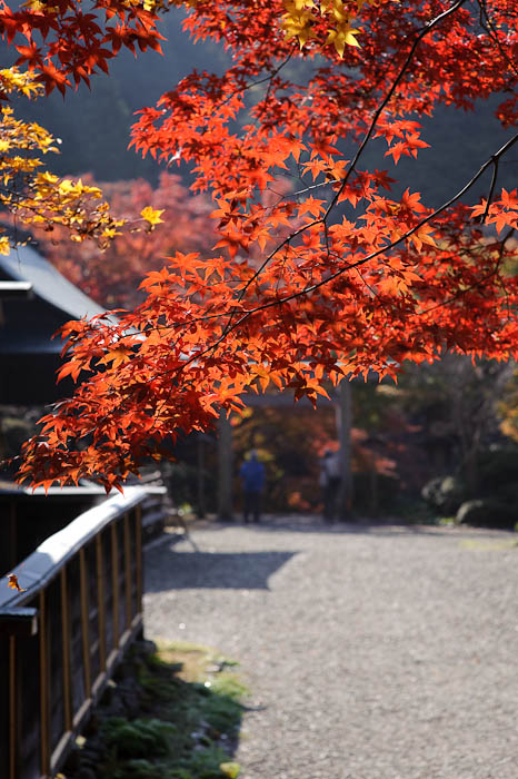 Momiji at 85mm -- Himukai Shrine -- Kyoto, Japan -- Copyright 2009 Jeffrey Friedl, http://regex.info/blog/